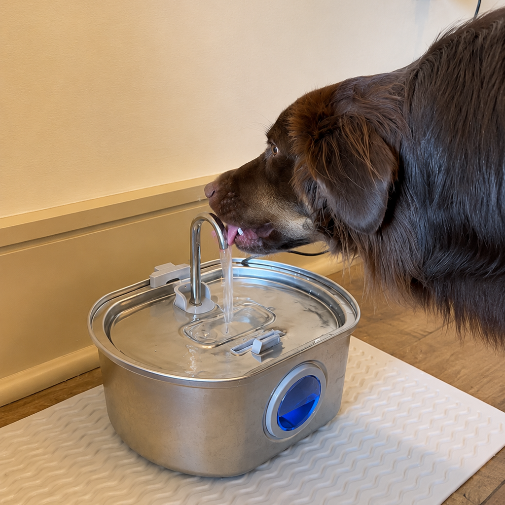 A brown dog drinking water from a stainless steel automatic pet fountain placed on a textured white mat on a wooden floor.